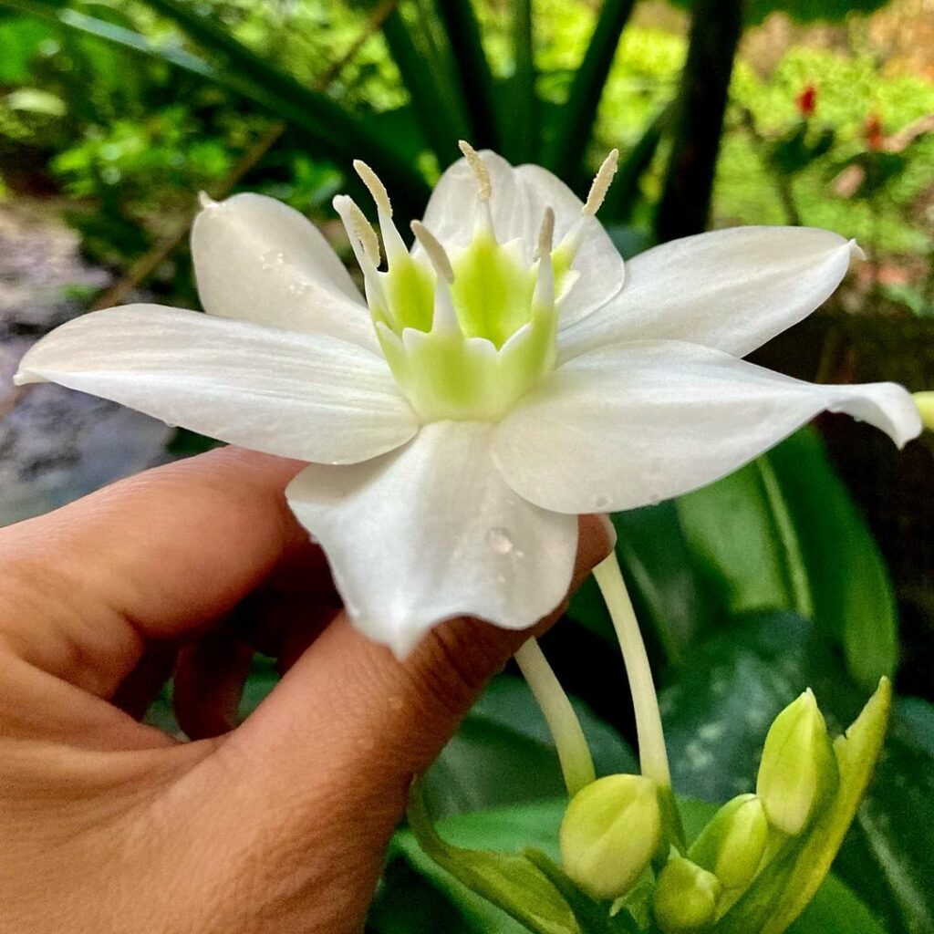 5 plantas que ajudam a purificar o ar e melhorar o ar seco.