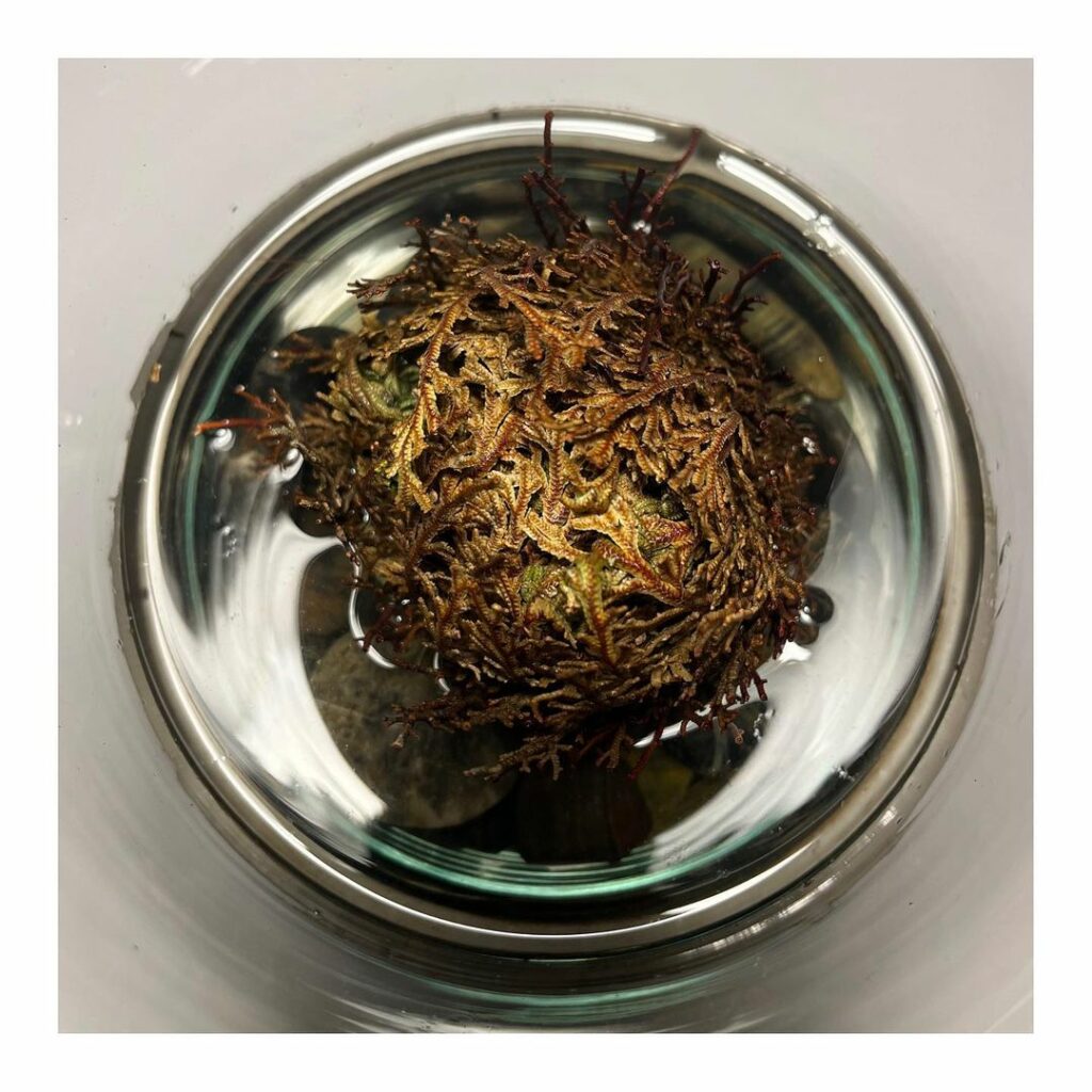 Rosa de jericó: a planta usada em simpatias, que atrai prosperidade