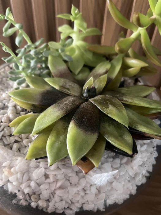 Minhas suculentas estão ficando pretas, o que fazer? Jardineiro explica!