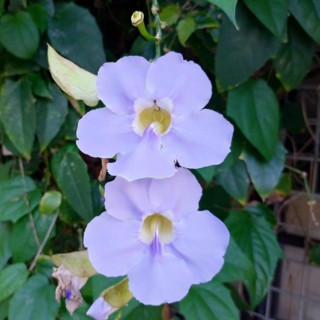 Thunbergia grandiflora: Como Cuidar da Trepadeira com Flores Ornamentais