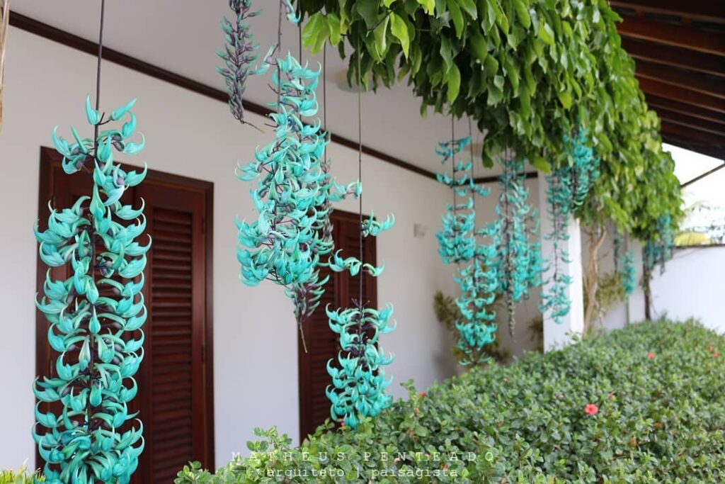 Trepadeira jade: uma planta que destaca pergolados e áreas externas