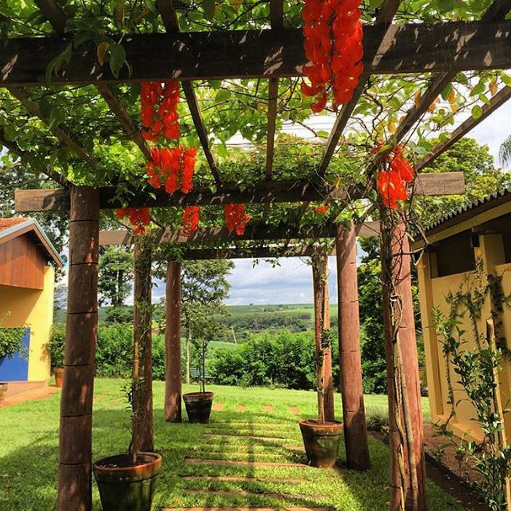 Trepadeira jade: uma planta que destaca pergolados e áreas externas