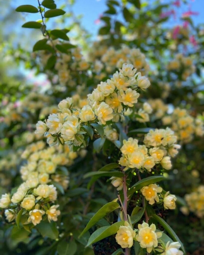 5 trepadeiras nativas para cobrir pergolados.
