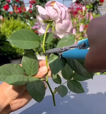 Jardineira ensina o método correto para enraizar galho de roseira