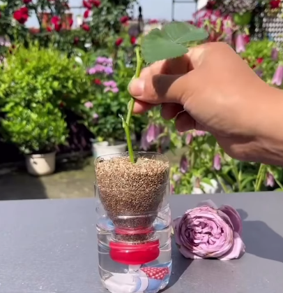 Jardineira ensina o método correto para enraizar galho de roseira