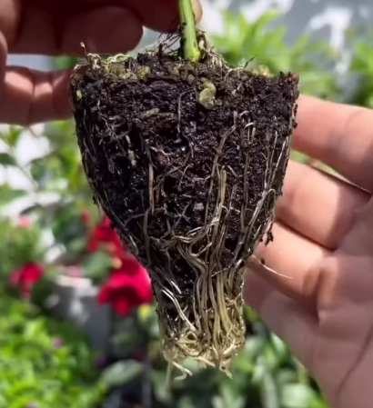 Jardineira ensina o método correto para enraizar galho de roseira