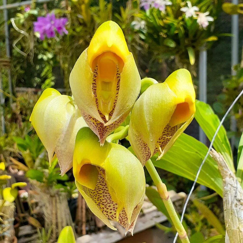 Orquídea Catasetum macrocarpum: uma espécie exótica com segredos e flores de beleza singular
