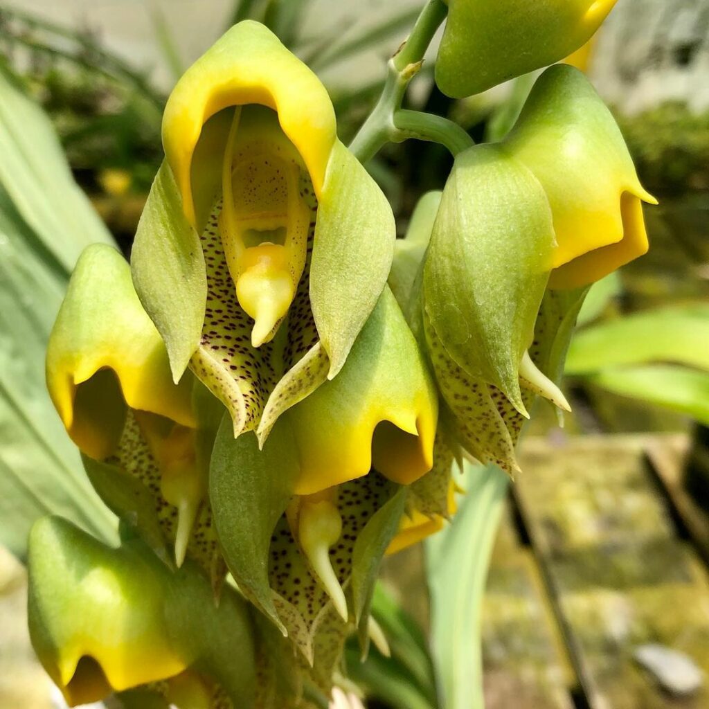 Orquídea Catasetum macrocarpum: uma espécie exótica com segredos e flores de beleza singular
