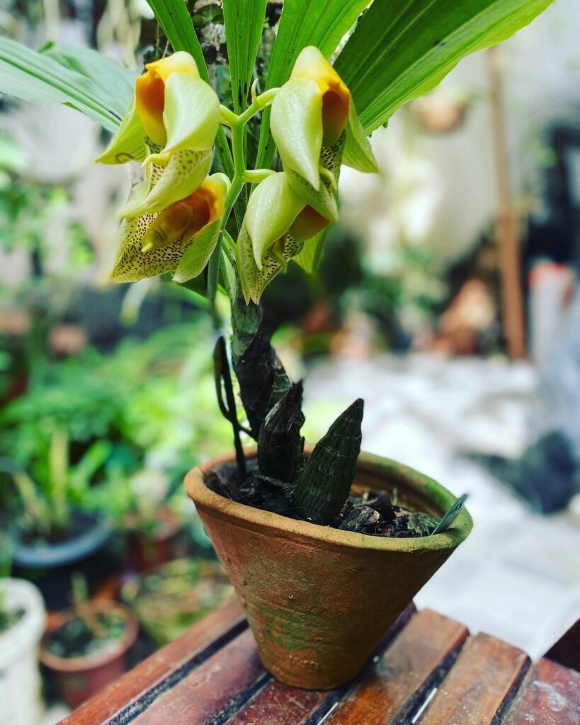 Orquídea Catasetum macrocarpum: uma espécie exótica com segredos e flores de beleza singular