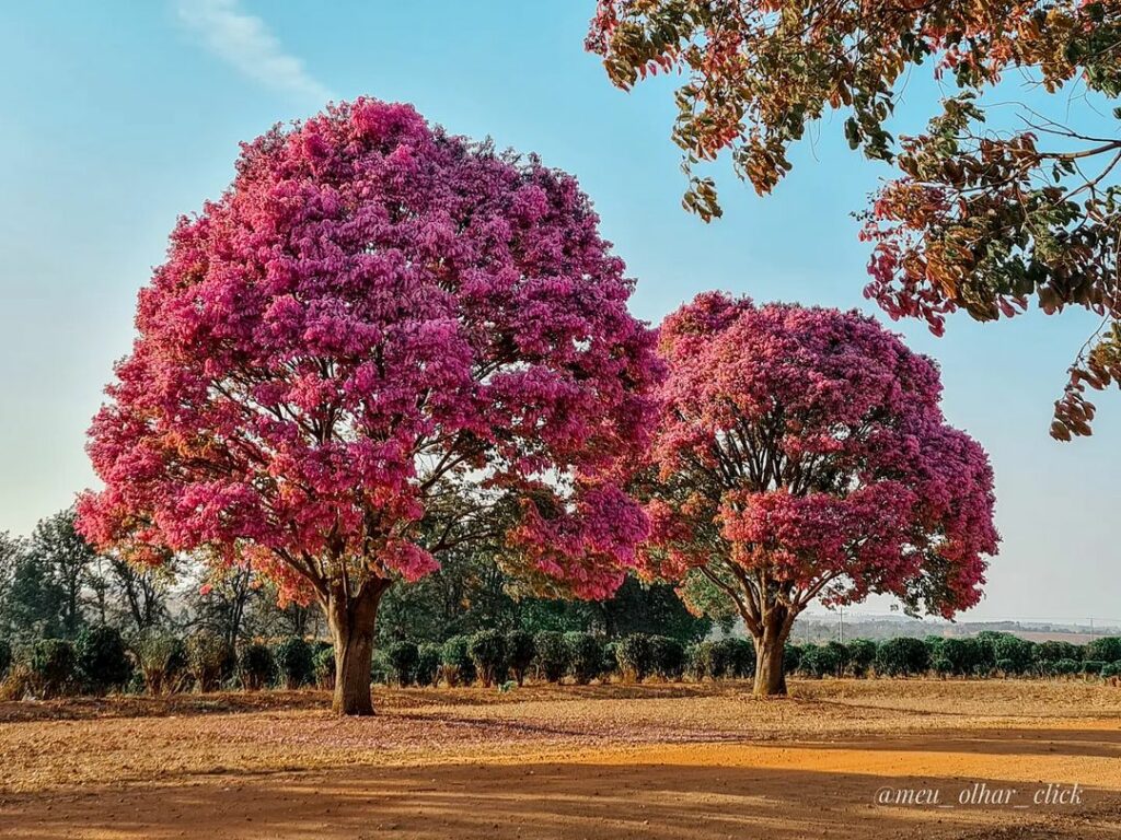Sapucaia: a Árvore de Folhas Rosadas que Fascina pelo Ciclo de Cores
