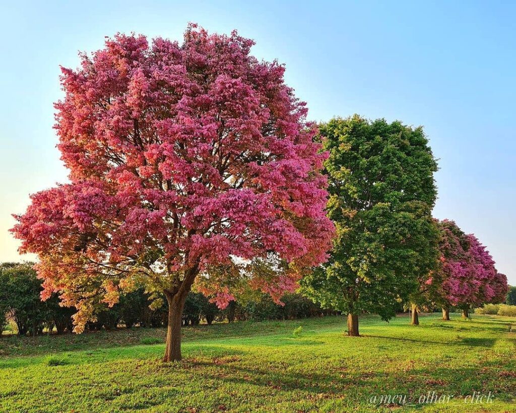 Sapucaia: a Árvore de Folhas Rosadas que Fascina pelo Ciclo de Cores