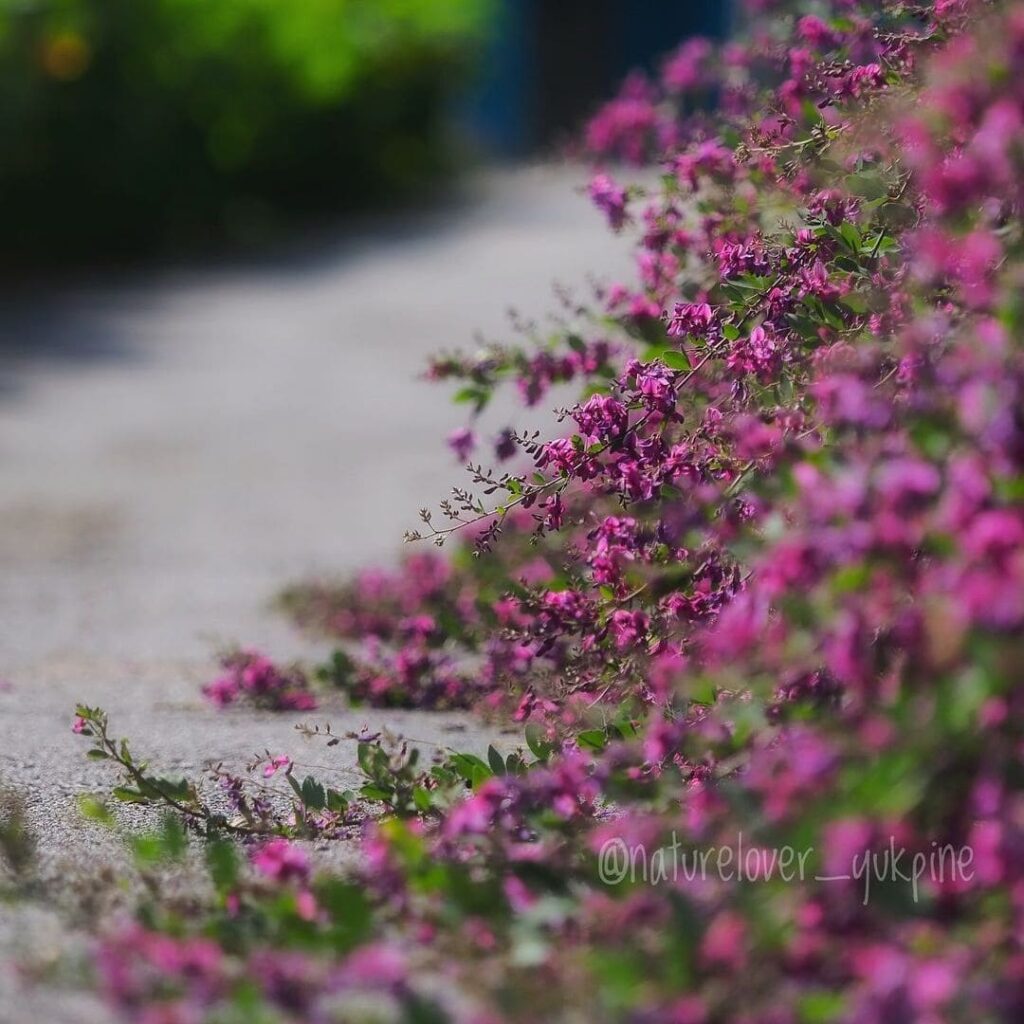 Lespedeza: O Arbusto que Transforma Espaços com Cor e Elegância