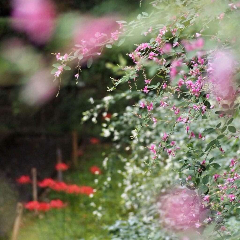 Lespedeza: O Arbusto que Transforma Espaços com Cor e Elegância