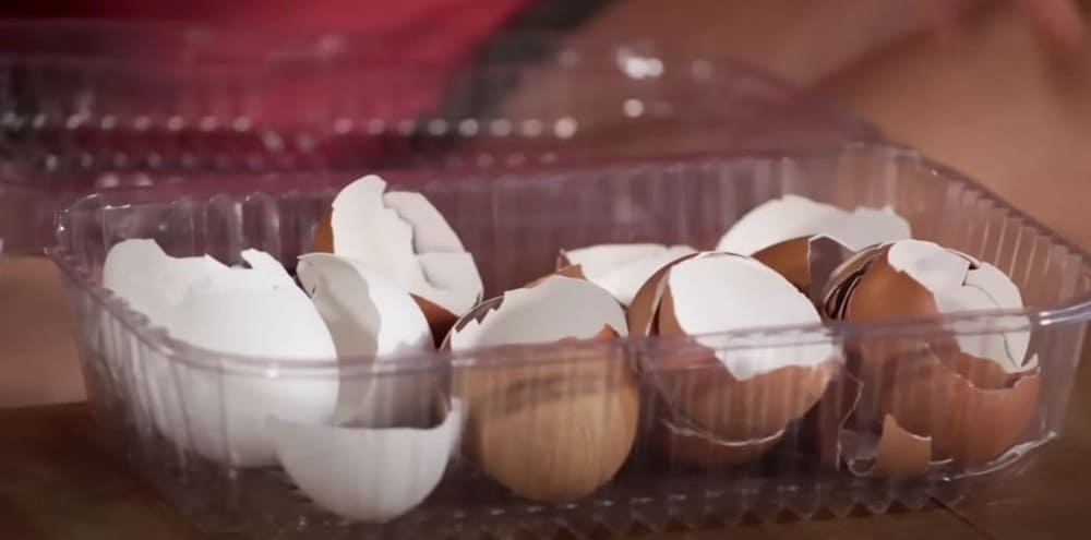 Casca de Ovo: O Adubo Caseiro Ideal para Fortalecer Suas Plantas