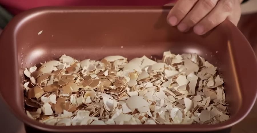Casca de Ovo: O Adubo Caseiro Ideal para Fortalecer Suas Plantas