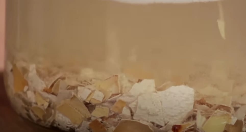 Casca de Ovo: O Adubo Caseiro Ideal para Fortalecer Suas Plantas
