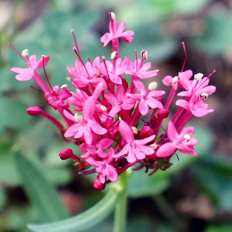 Centranthus ruber: a popular "alfinetes"! Conheça sua origem e saiba como cultivar.