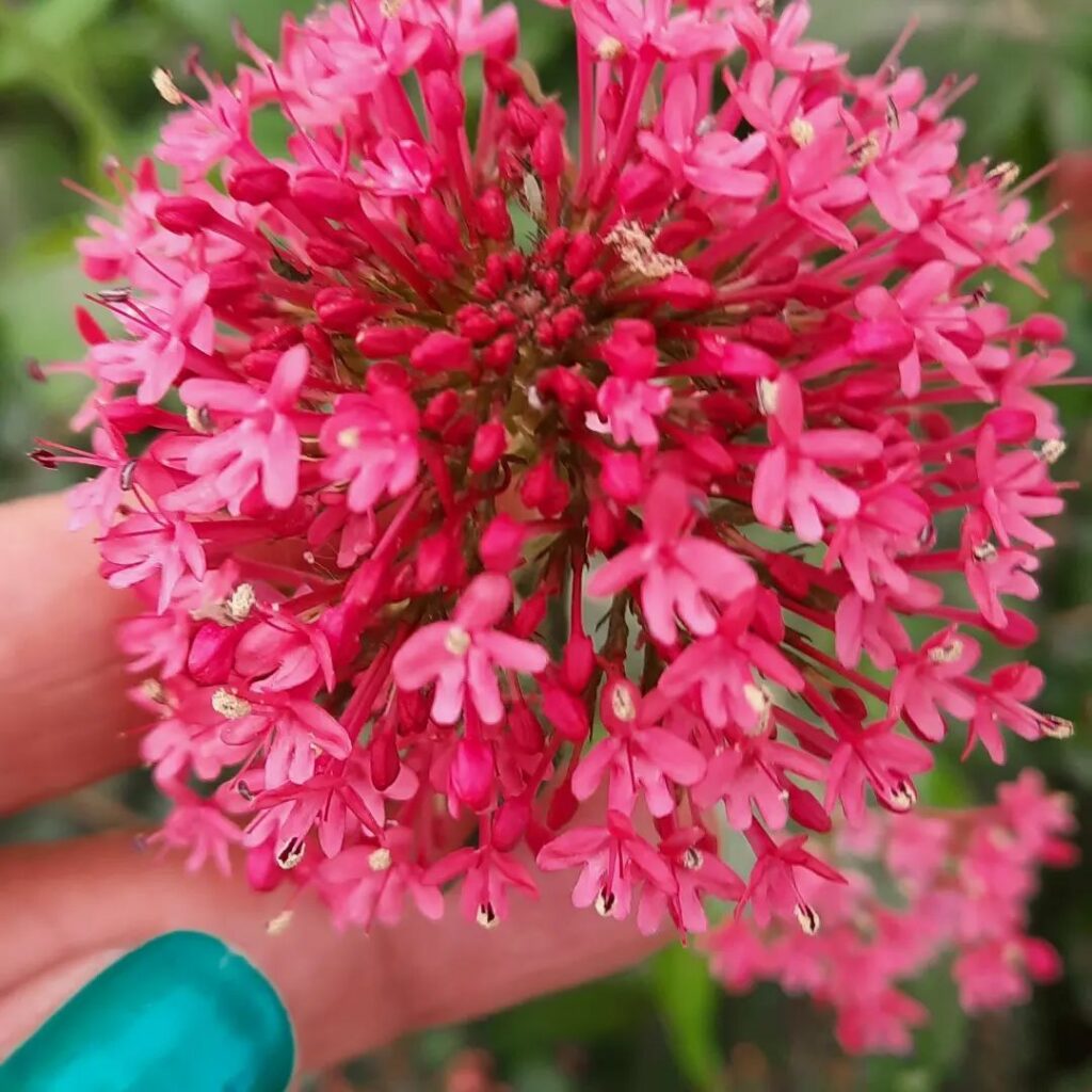 Centranthus ruber: a popular "alfinetes"! Conheça sua origem e saiba como cultivar.