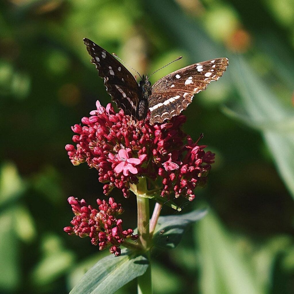Centranthus ruber: a popular "alfinetes"! Conheça sua origem e saiba como cultivar.