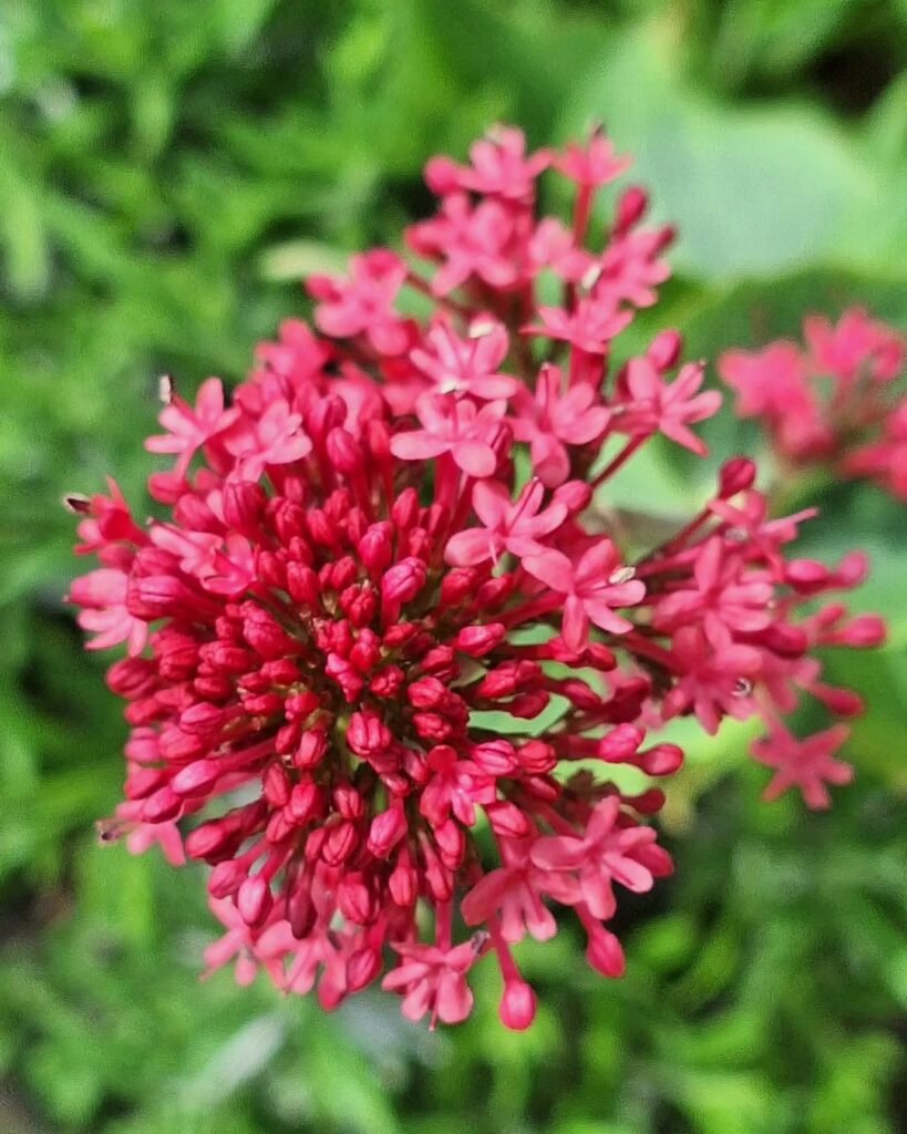 Centranthus ruber: a popular "alfinetes"! Conheça sua origem e saiba como cultivar.