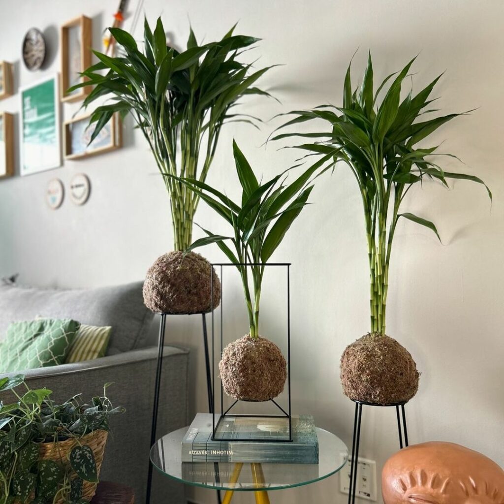 Onde é o melhor lugar para deixar o bambu da sorte e o que ele atrai?