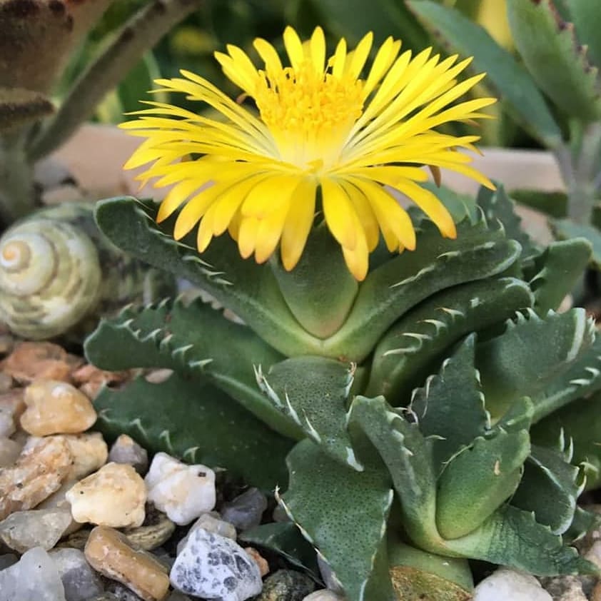 Boca De Tubarão (Faucaria Tigrina): uma suculenta exótica e de fácil cultivo.
