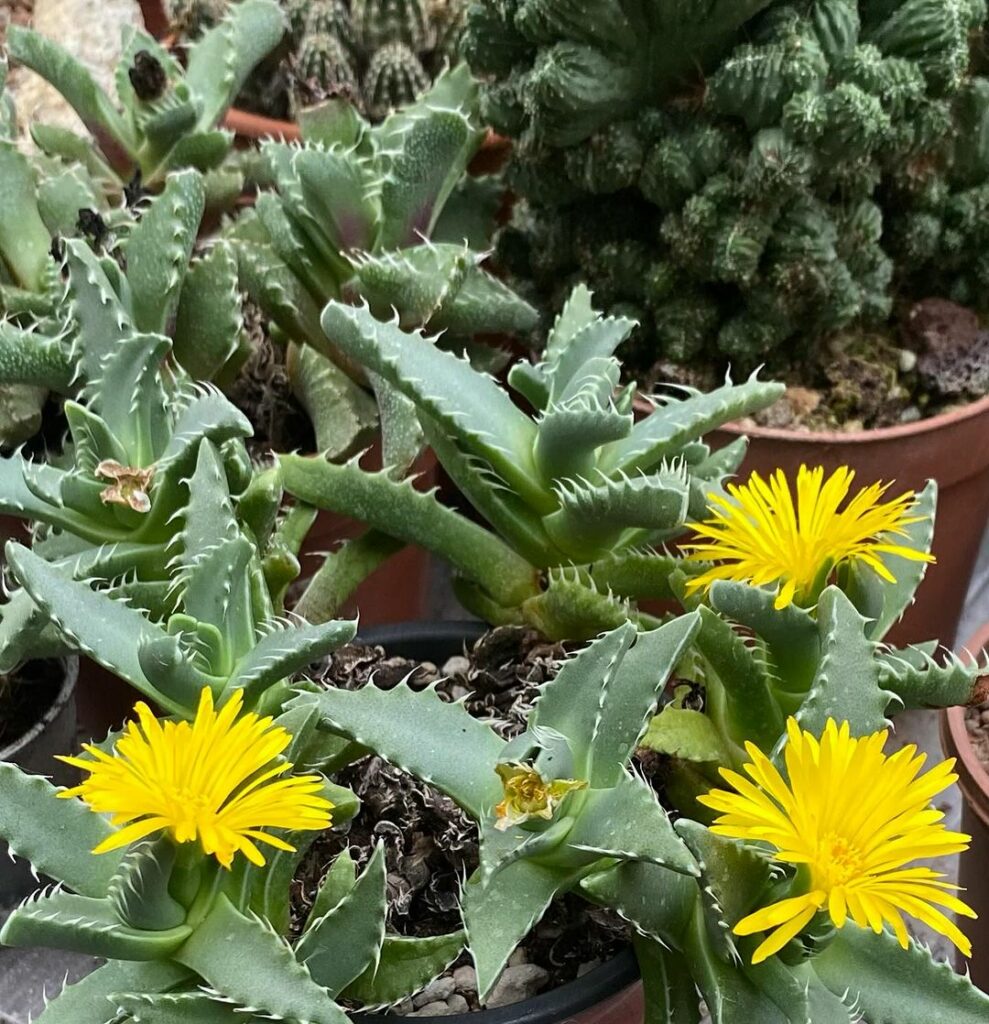 Boca De Tubarão (Faucaria Tigrina): uma suculenta exótica e de fácil cultivo.