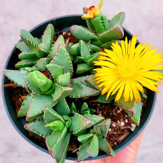 Boca De Tubarão (Faucaria Tigrina): uma suculenta exótica e de fácil cultivo.