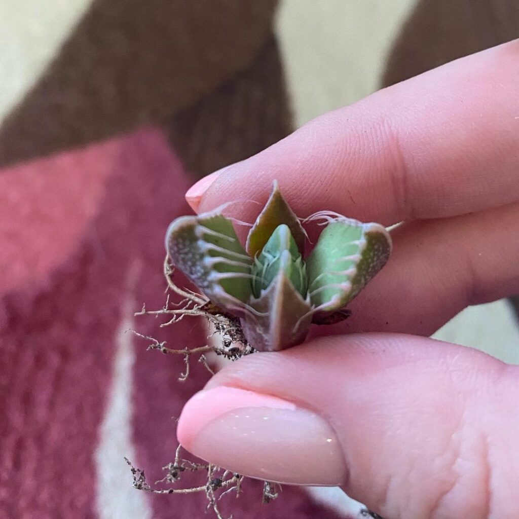Boca De Tubarão (Faucaria Tigrina): uma suculenta exótica e de fácil cultivo.