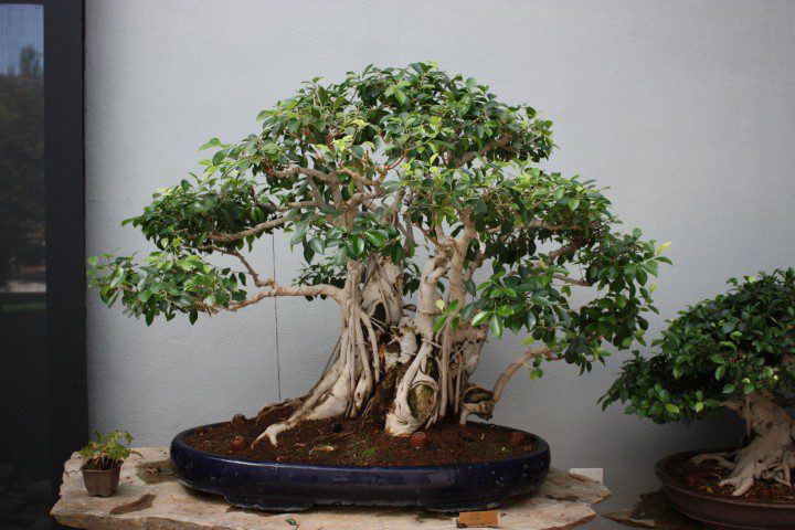 Plantas Ideais para Bonsai: Como Escolher a Espécie Certa para Cultivar
