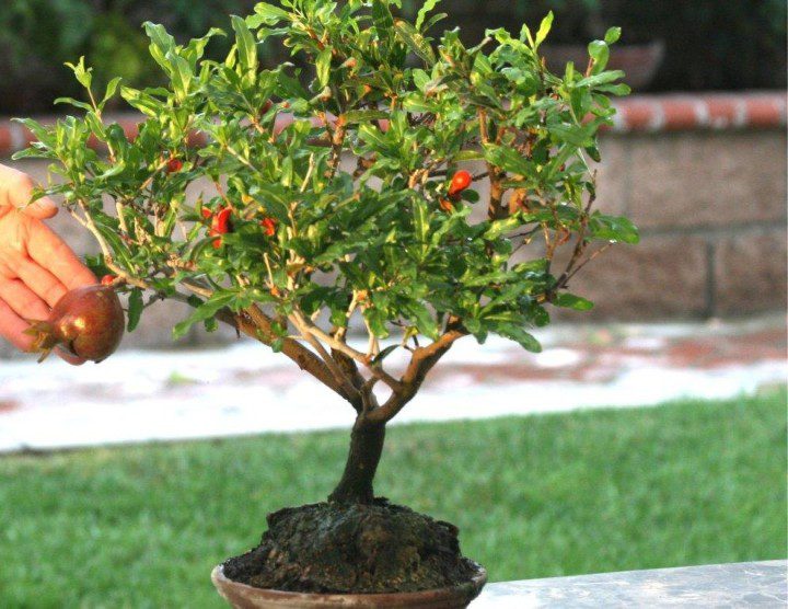 Plantas Ideais para Bonsai: Como Escolher a Espécie Certa para Cultivar