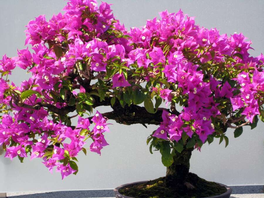 Plantas Ideais para Bonsai: Como Escolher a Espécie Certa para Cultivar