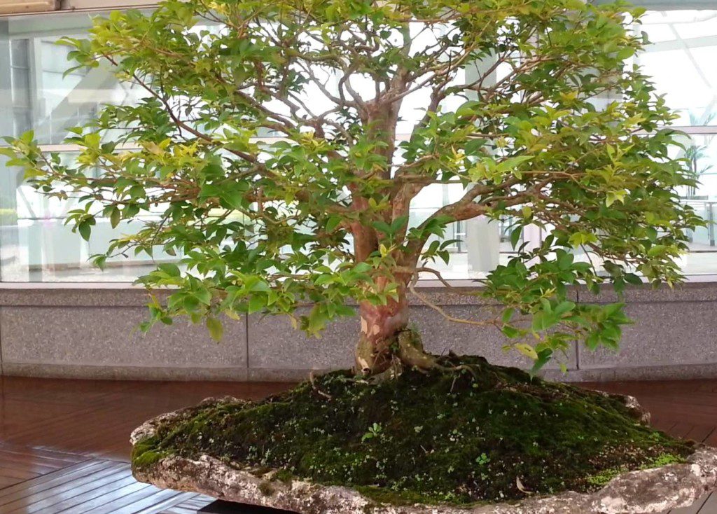 Plantas Ideais para Bonsai: Como Escolher a Espécie Certa para Cultivar