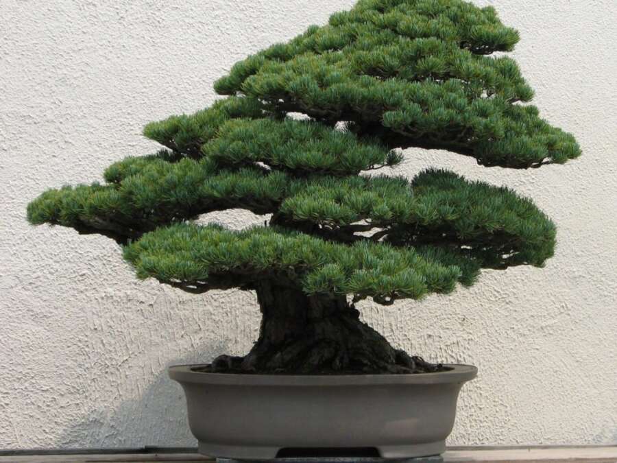Plantas Ideais para Bonsai: Como Escolher a Espécie Certa para Cultivar