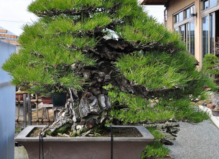 Plantas Ideais para Bonsai: Como Escolher a Espécie Certa para Cultivar