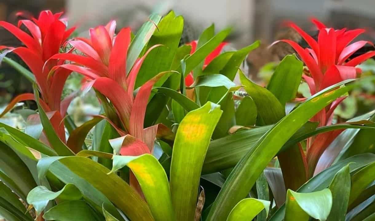Bromélia Guzmania: Beleza e Exuberância em Seu Jardim