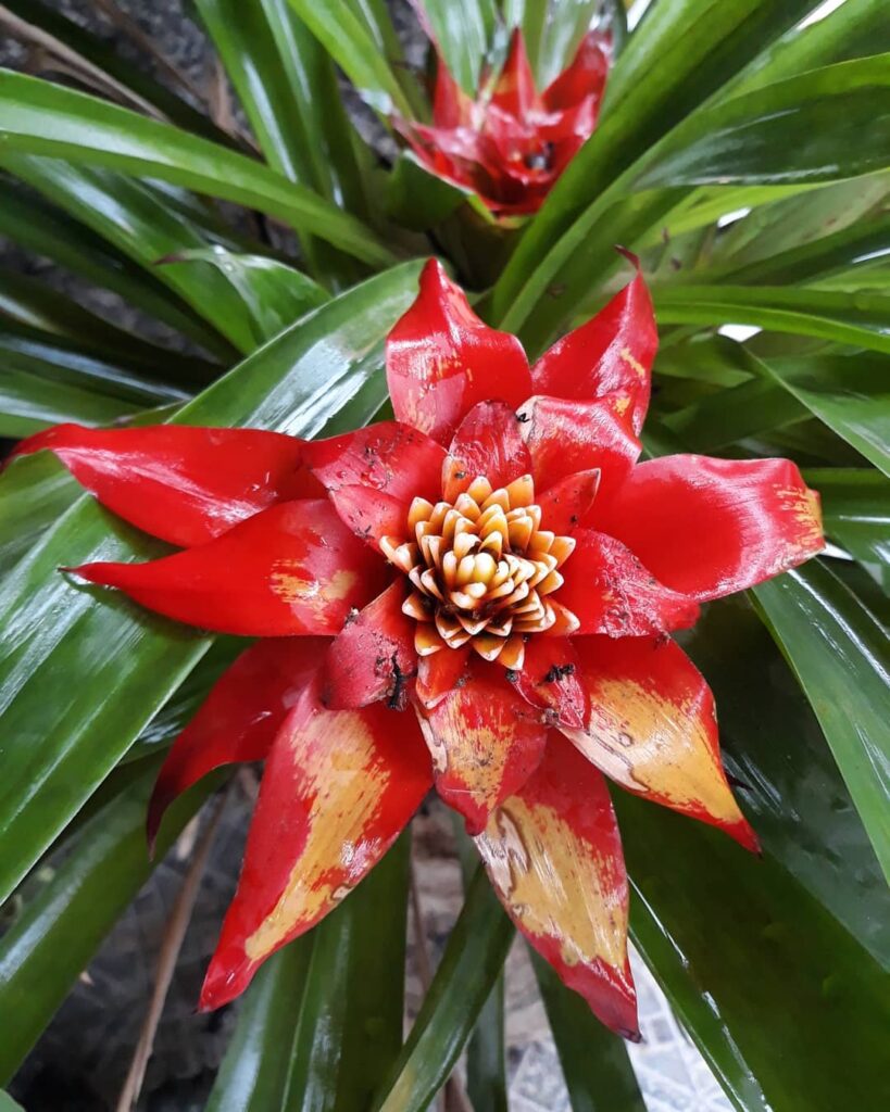 Bromélia Guzmania: Beleza e Exuberância em Seu Jardim