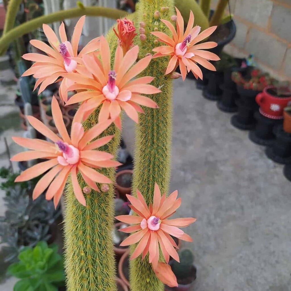 Conheça 9 cactos com "nomes de rabos".