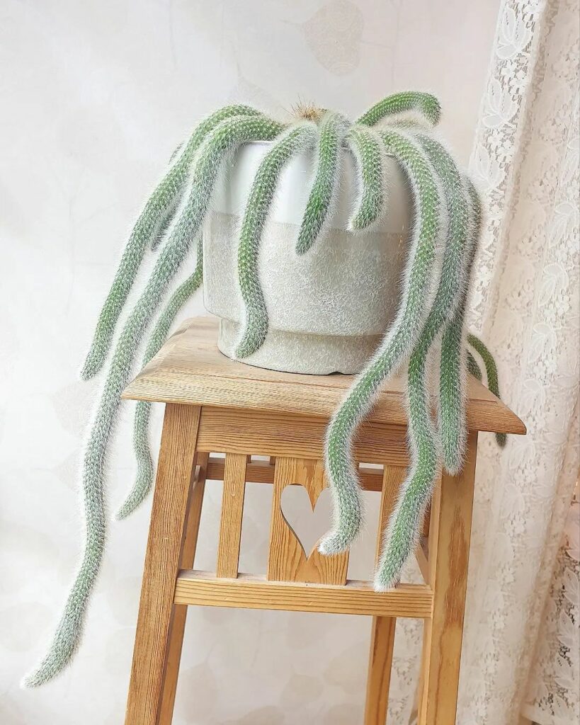 Conheça 9 cactos com "nomes de rabos".