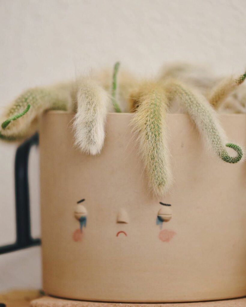 Conheça 9 cactos com "nomes de rabos".