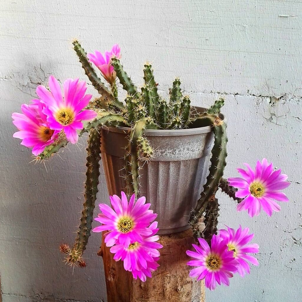 Conheça 9 cactos com "nomes de rabos".