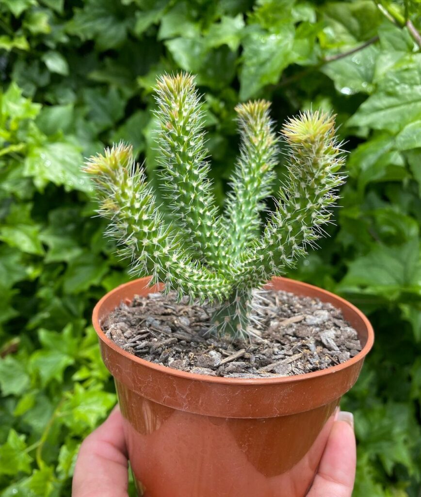 Conheça 9 cactos com "nomes de rabos".