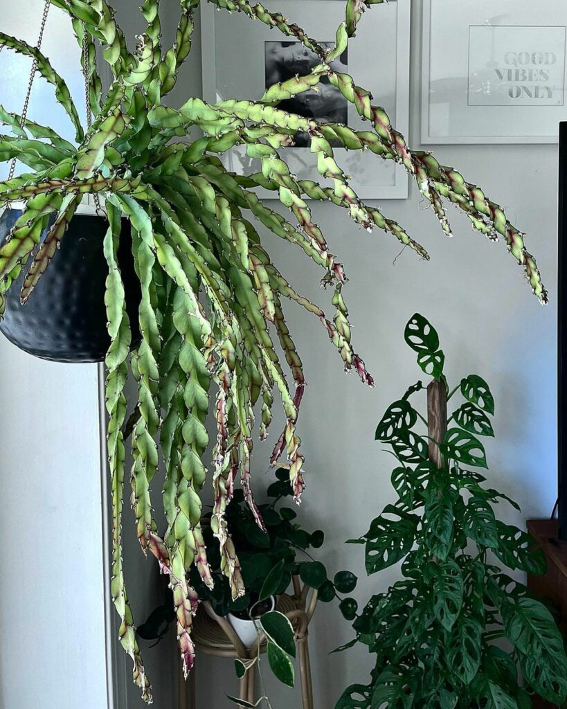 Conheça 9 cactos com "nomes de rabos".