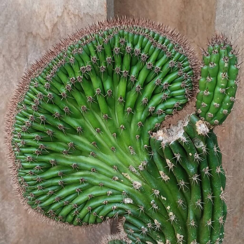 Conheça 9 cactos com "nomes de rabos".