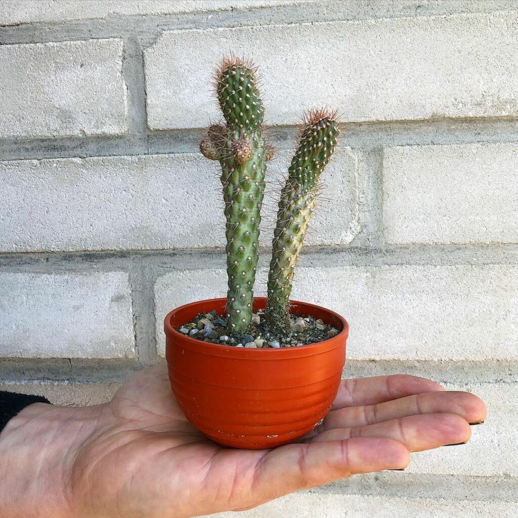 Conheça 9 cactos com "nomes de rabos".