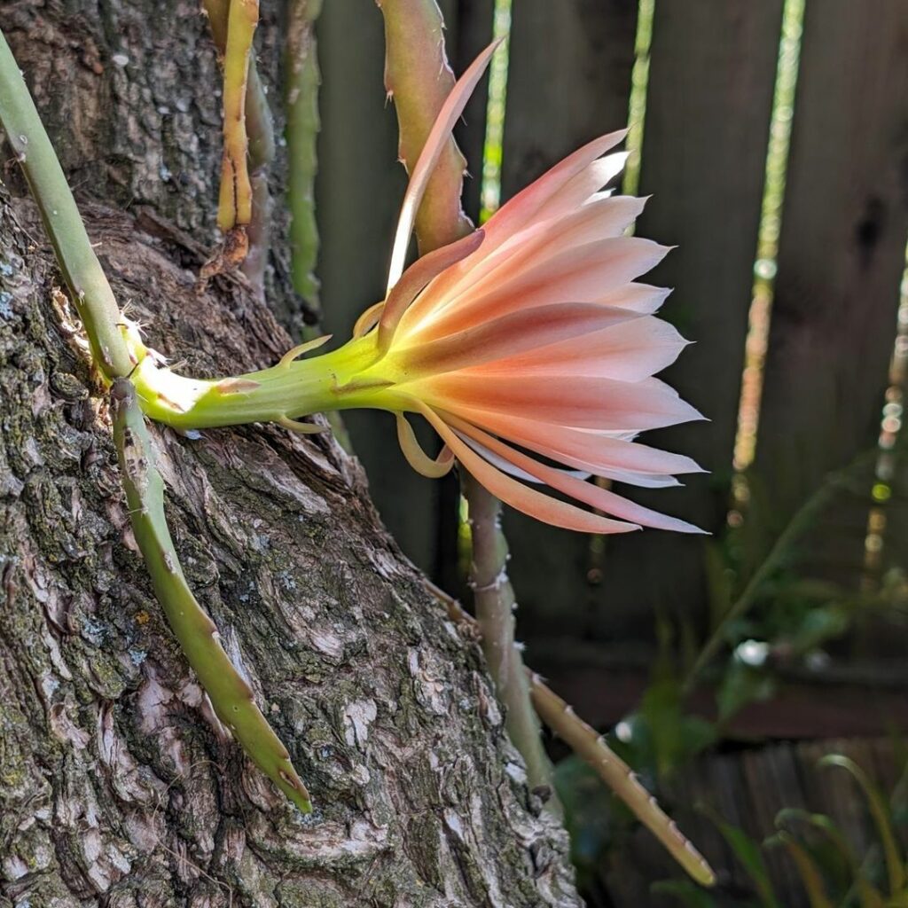 Cacto-Orquídea: Beleza Exótica em Cada Flor