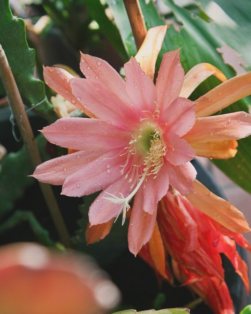 Cacto-Orquídea: Beleza Exótica em Cada Flor