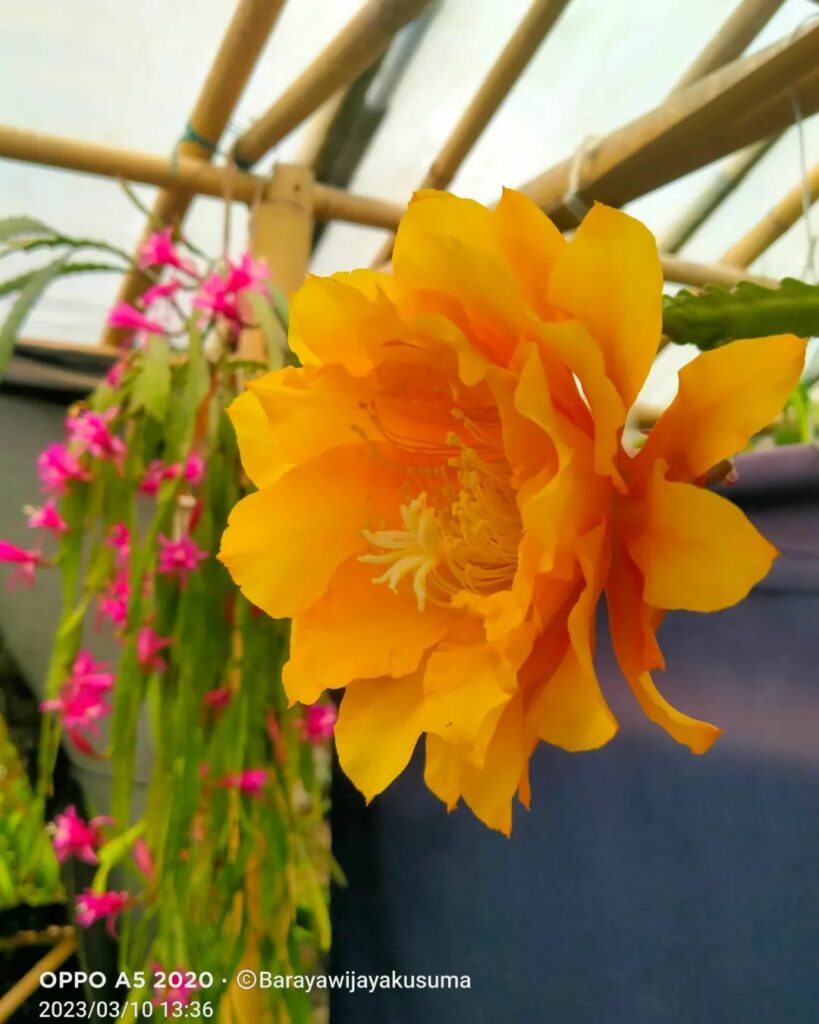 Cacto-Orquídea: Beleza Exótica em Cada Flor