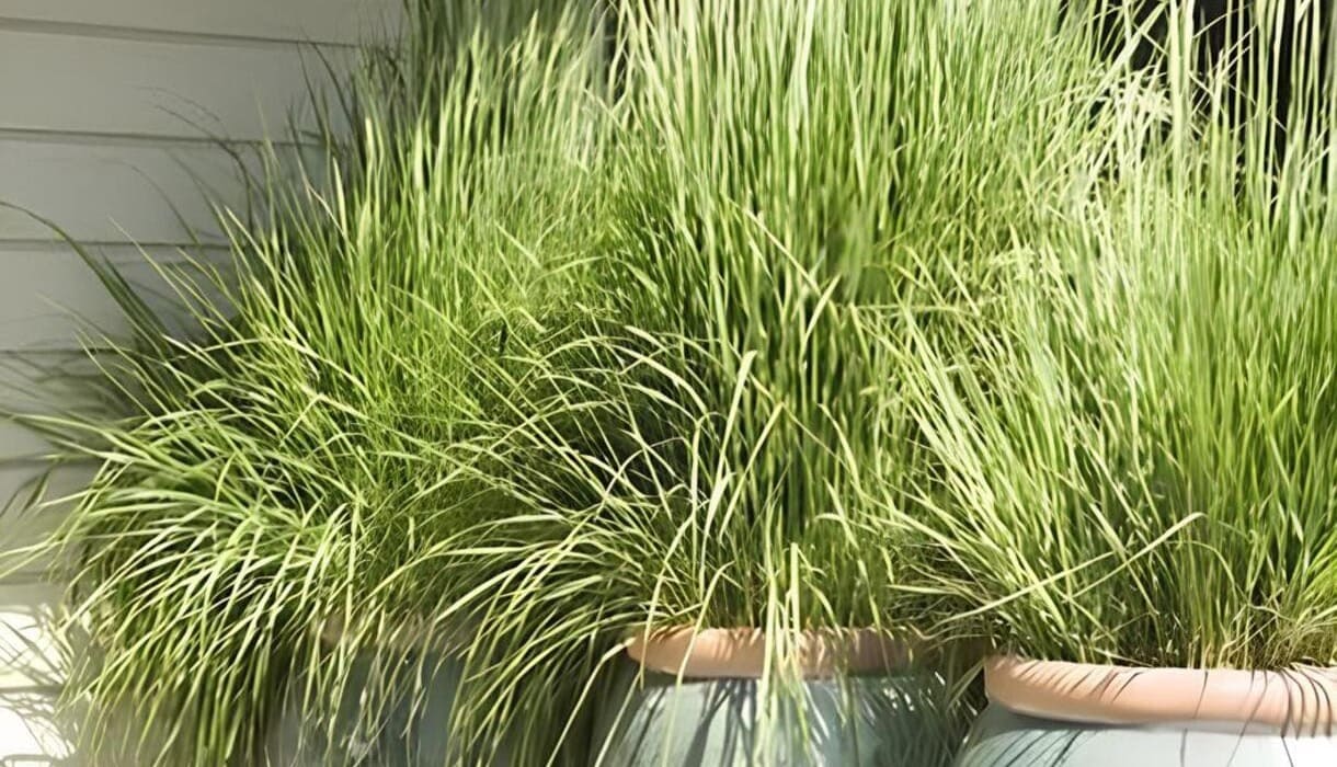 Dicas essenciais para cultivar Cidreira, Capim-Limão e Citronela; Segundo especialistas.