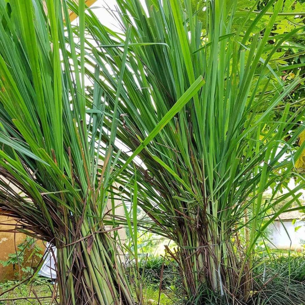 Dicas essenciais para cultivar Cidreira, Capim-Limão e Citronela; Segundo especialistas.